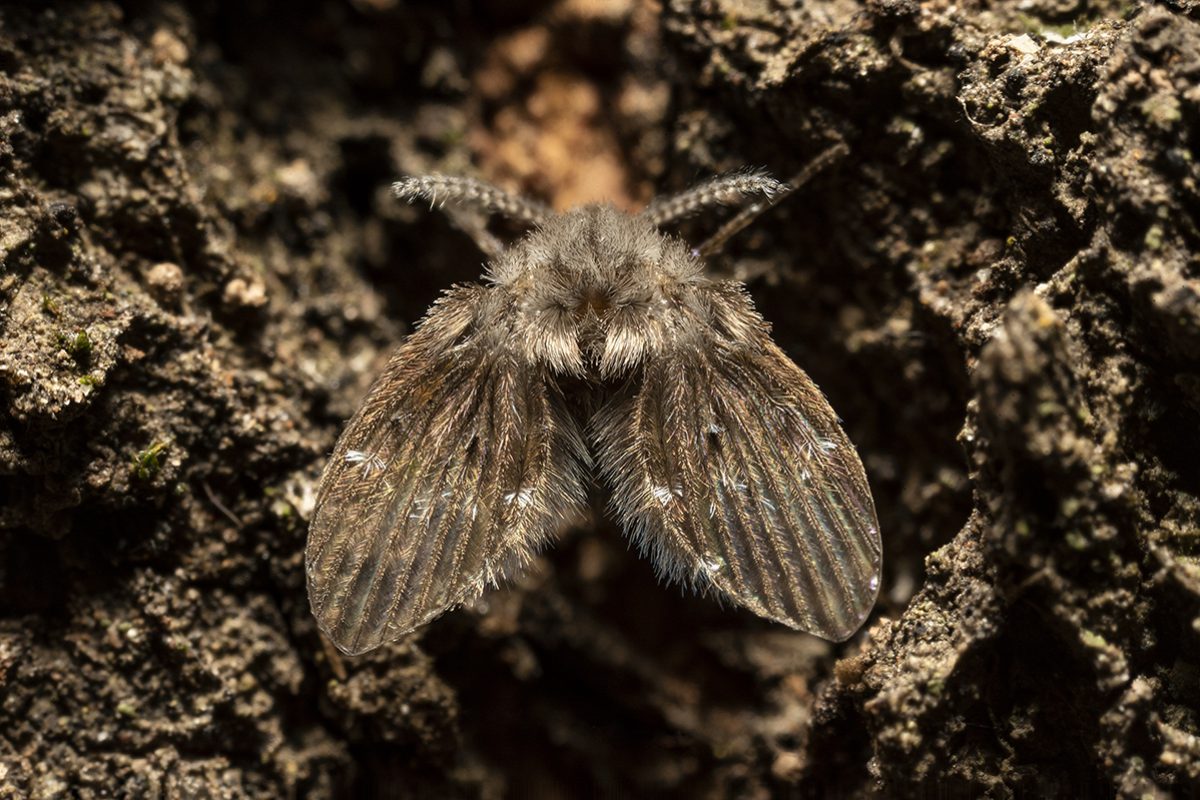 72 DSC_mosquito