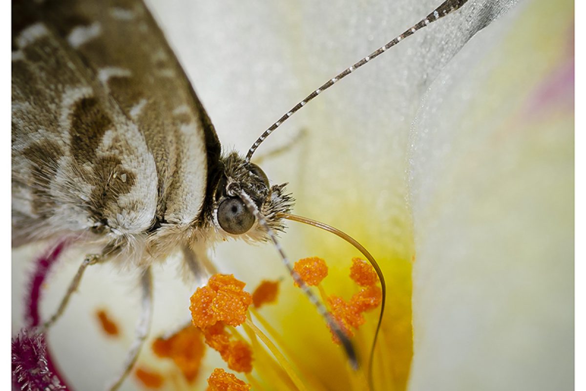Eugenia 2