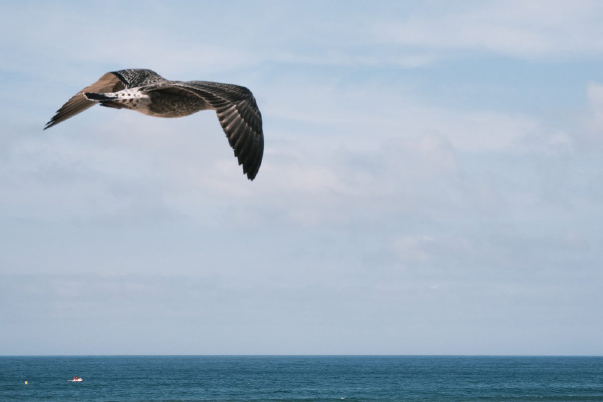 Vuelo1
