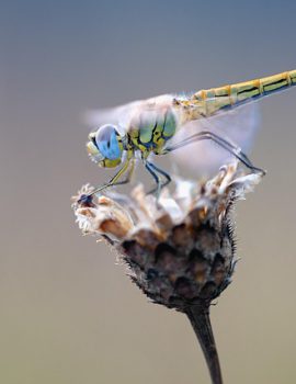 dragonfly-2186186_640